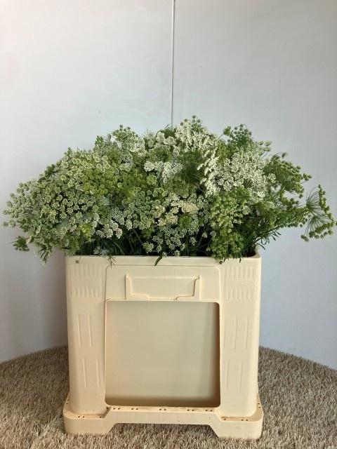 <h4>AMMI MAJUS</h4>
