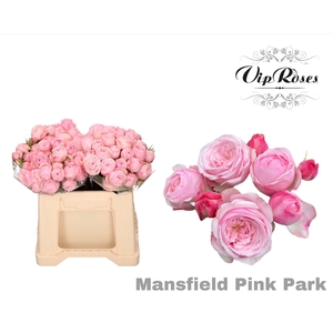 R TR PINK MANSFI PARK