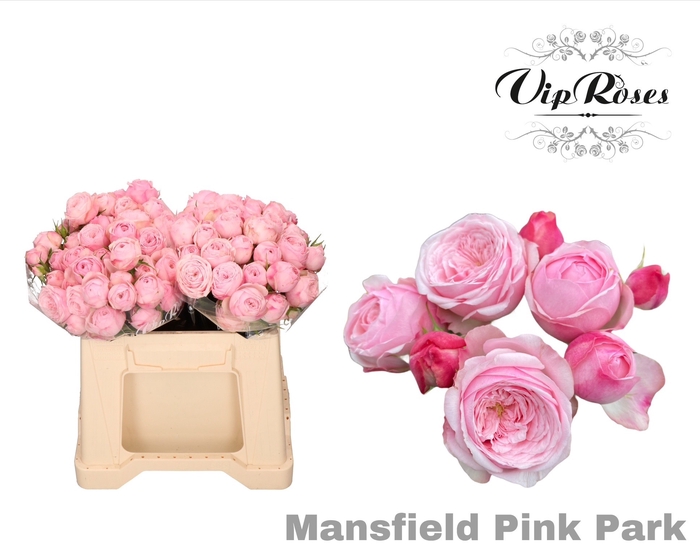 <h4>R TR PINK MANSFI PARK</h4>