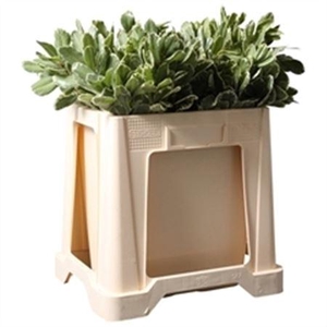 PITTOSPORUM ILAN 60 CM (BOX)