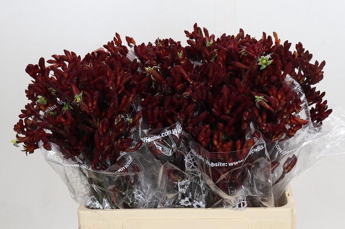 <h4>Kangaroo Paw Early Spring</h4>