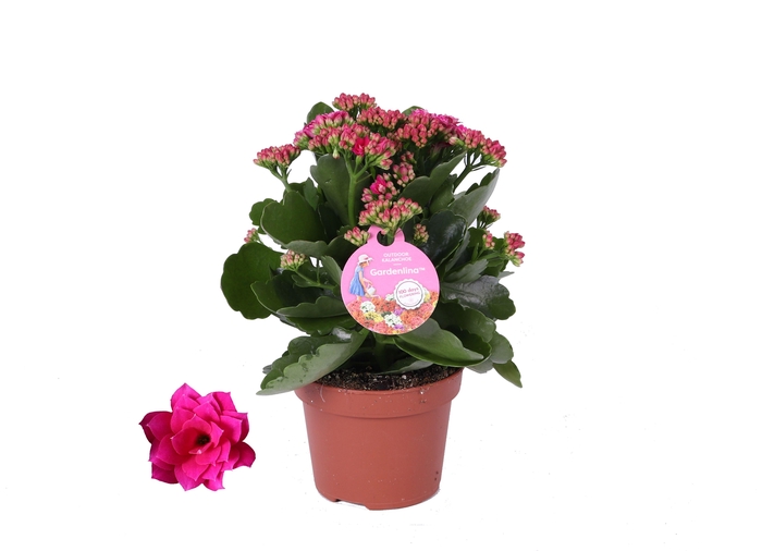 <h4>Kalanchoe Gardenlina 12cm paars</h4>