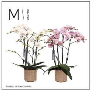 Mimesis Phal. Marvellous Mix - 50+ flowers 17cm in Stian Ceramic