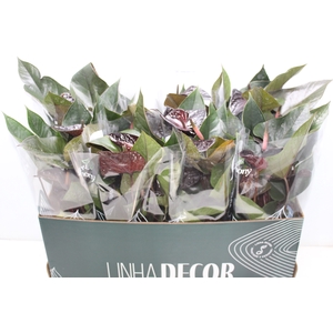 ANTHURIUM BEAUTY BLACK P15