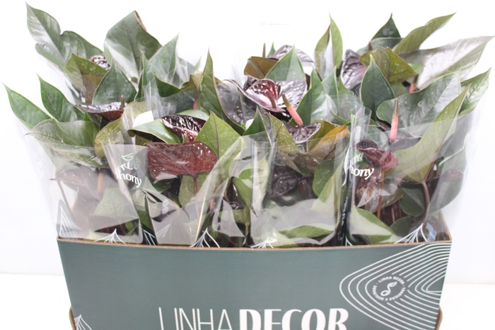 <h4>ANTHURIUM BEAUTY BLACK P15</h4>