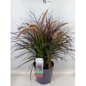 Pennisetum advena 'Tiny Tails'