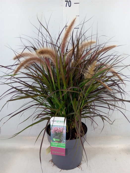 <h4>Pennisetum advena 'Tiny Tails'</h4>