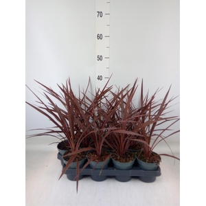 Cordyline austr. 'Red Star'