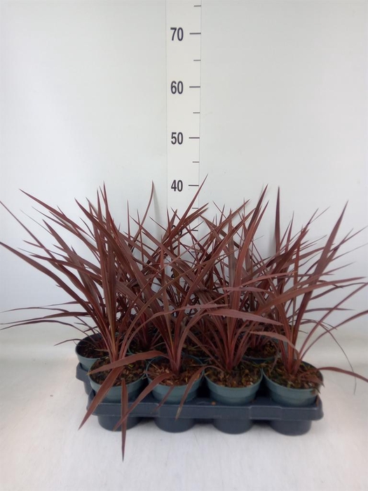 <h4>Cordyline austr. 'Red Star'</h4>