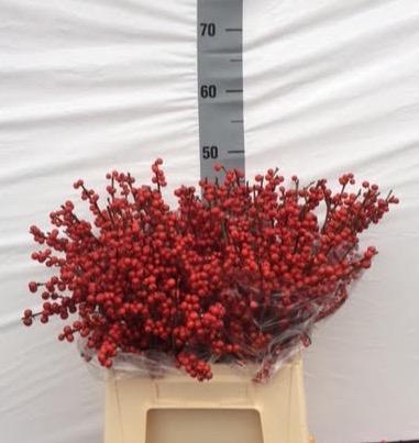 <h4>ILEX VE RODE BES</h4>