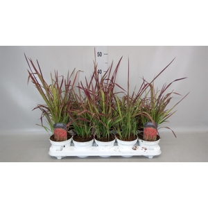 Imperata cylindrica 'Red Baron'