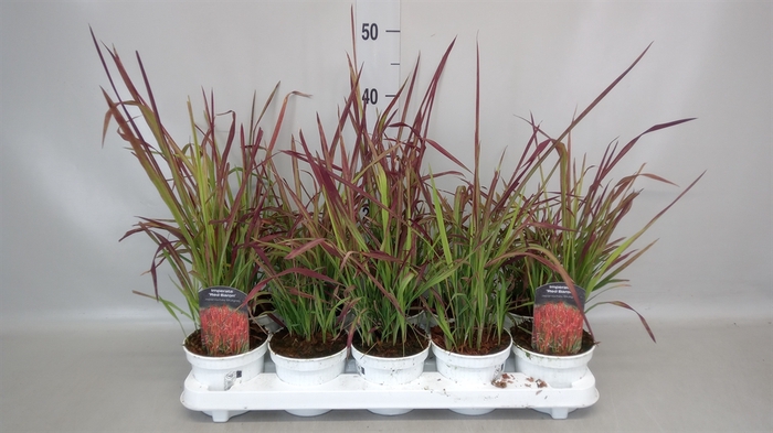 <h4>Imperata cylindrica 'Red Baron'</h4>