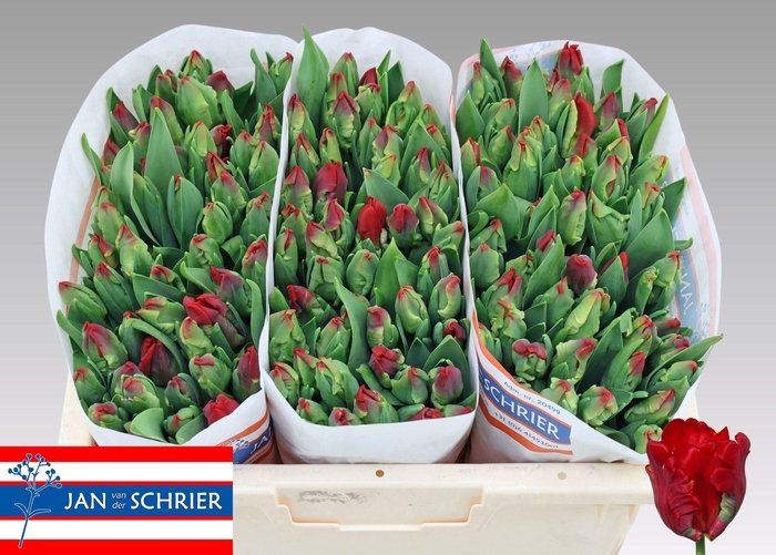 <h4>TU PA SEADOV PARROT</h4>