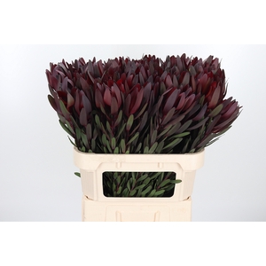 Leucadendron Safari Sunset