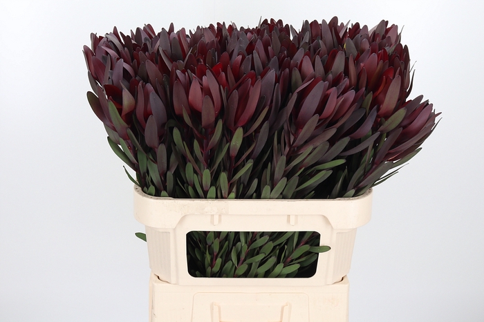 <h4>Leucadendron Safari Sunset</h4>