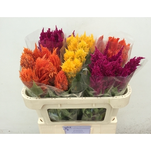 Celosia Plumosa Overig Ooijen