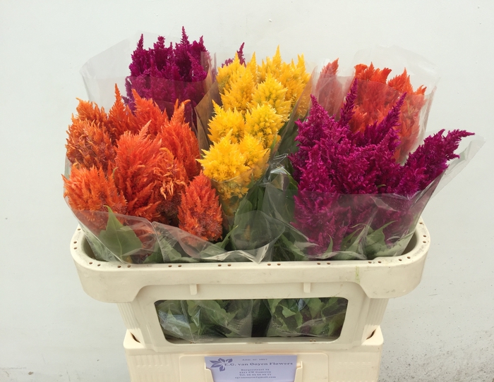 <h4>Celosia Plumosa Overig Ooijen</h4>
