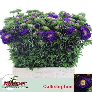 CALLIS AZUMI XL BLUE
