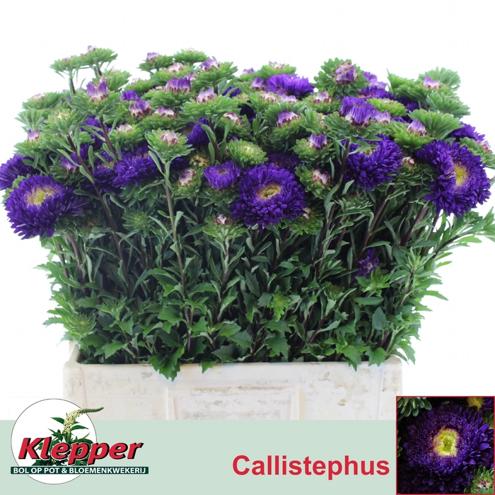 <h4>CALLIS AZUMI XL BLUE</h4>