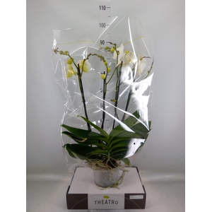 Phalaenopsis   ...white