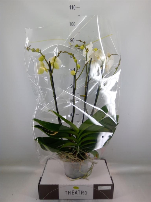<h4>Phalaenopsis   ...white</h4>