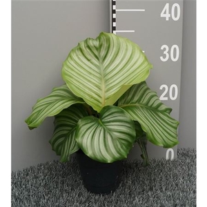 Calathea Orbifolia