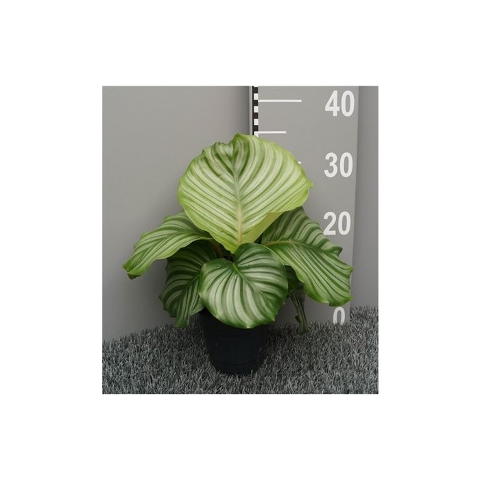 <h4>Calathea Orbifolia</h4>
