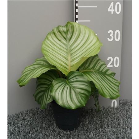 <h4>Calathea Orbifolia</h4>