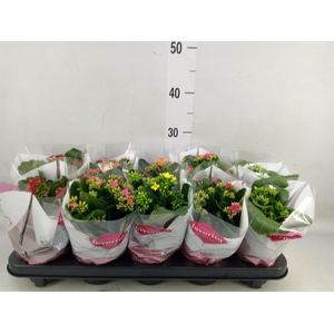 Kalanchoe blos.   ..mix 6