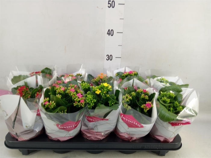 <h4>Kalanchoe blos.   ..mix 6</h4>