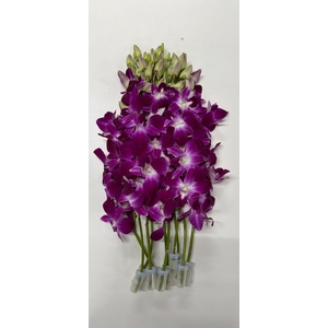 DENDR LSB GALAXY/SABINA LSB/GALAXY (ook RDB)