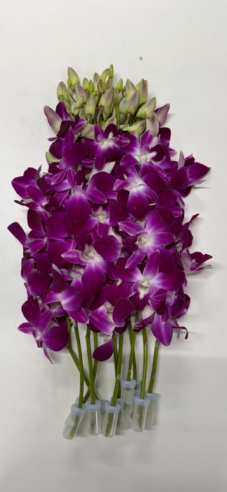 <h4>DENDR LSB GALAXY/SABINA LSB/GALAXY (ook RDB)</h4>