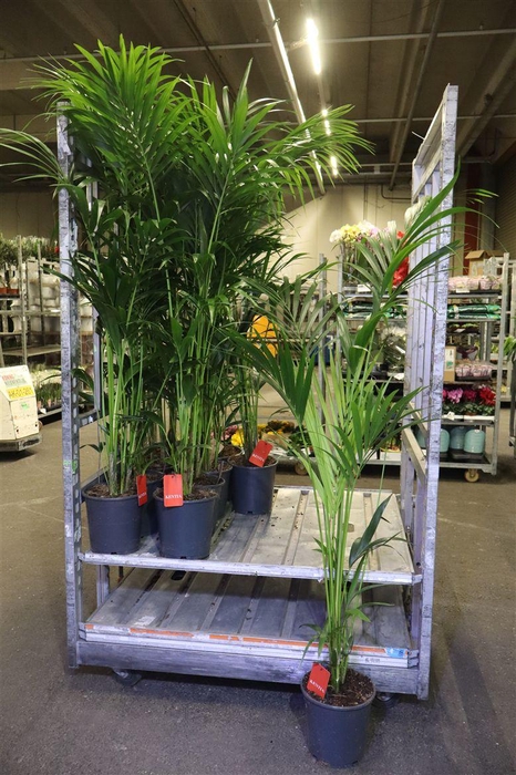 <h4>arr8 Howea Forsteriana</h4>