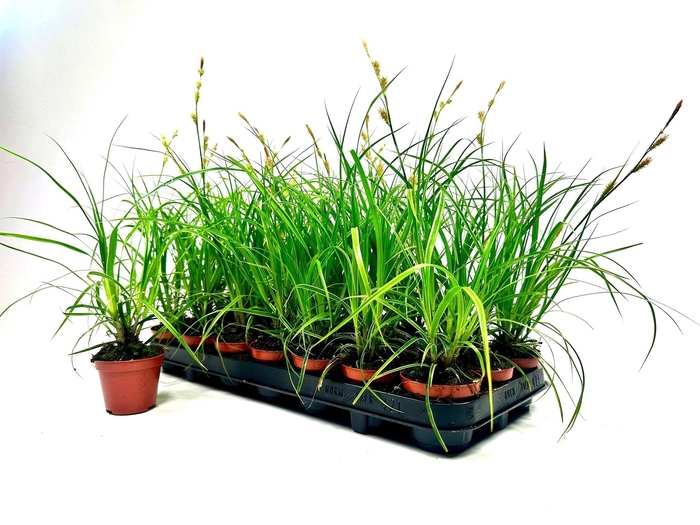 <h4>CARE MORROWII</h4>