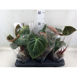 Philodendron   ...
