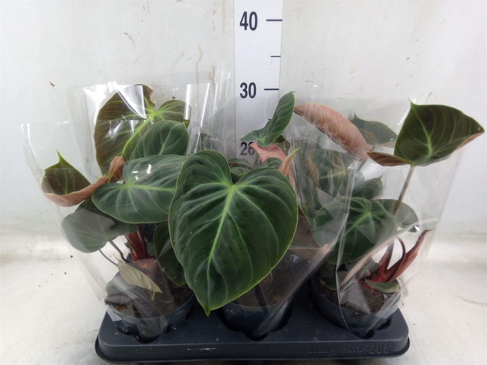 <h4>Philodendron   ...</h4>