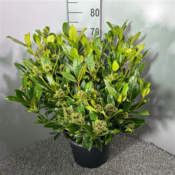 <h4>Skimmia Japonica Thereza P31</h4>