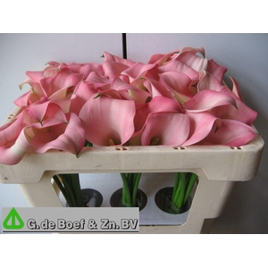 CALLA SAMUR ZANT SAMUR
