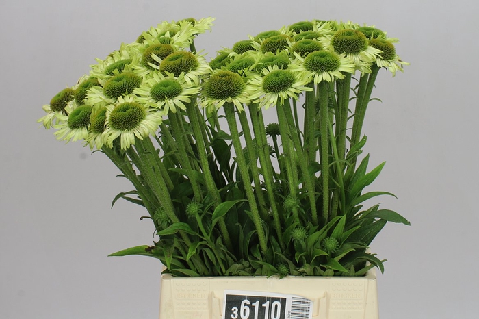 <h4>Echinacea Purpurea Green Jewel</h4>