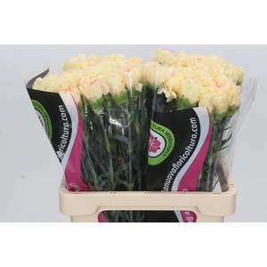 Dianthus St Apple Tea