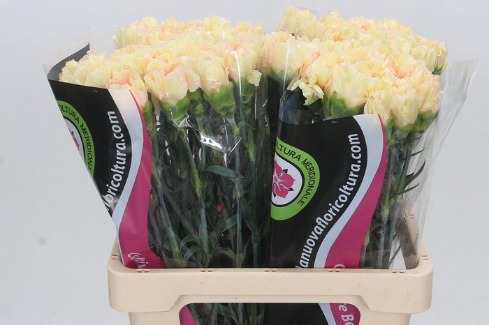 <h4>Dianthus St Apple Tea</h4>