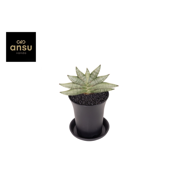 <h4>Sansevieria Inti Mini No. 3 in sierpot</h4>