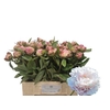 Paeo Gardenia