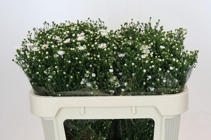 <h4>Aster Paquita</h4>