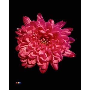 Chr T Baltica Cherry