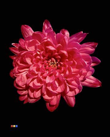 <h4>Chr T Baltica Cherry</h4>