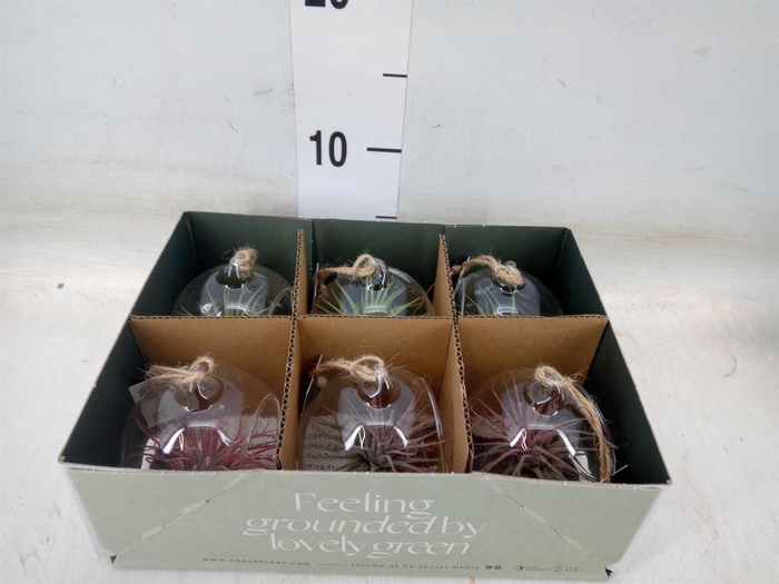 <h4>Arr. Tillandsia L%</h4>