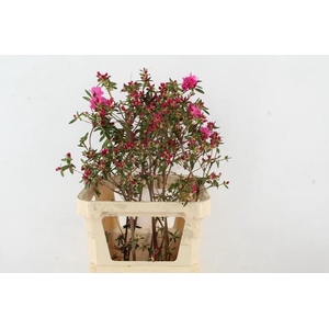RHODO FUCHSIA PINK GRILLIG 080CM