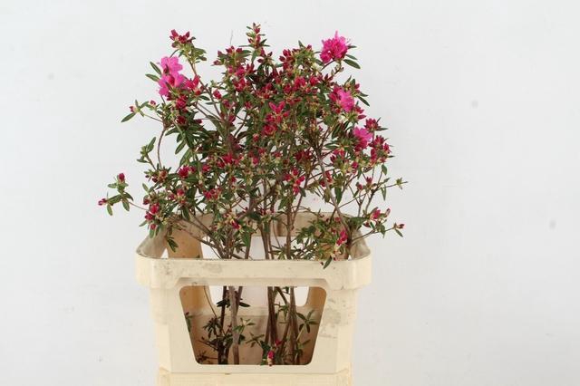 <h4>RHODO FUCHSIA PINK GRILLIG 080CM</h4>