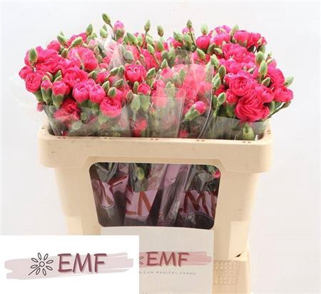 <h4>Di Tr Cher Blossom+</h4>